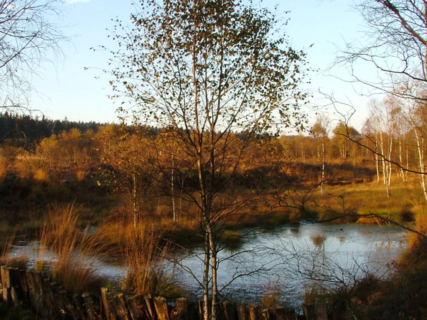 Hochmoor Mecklenbruch