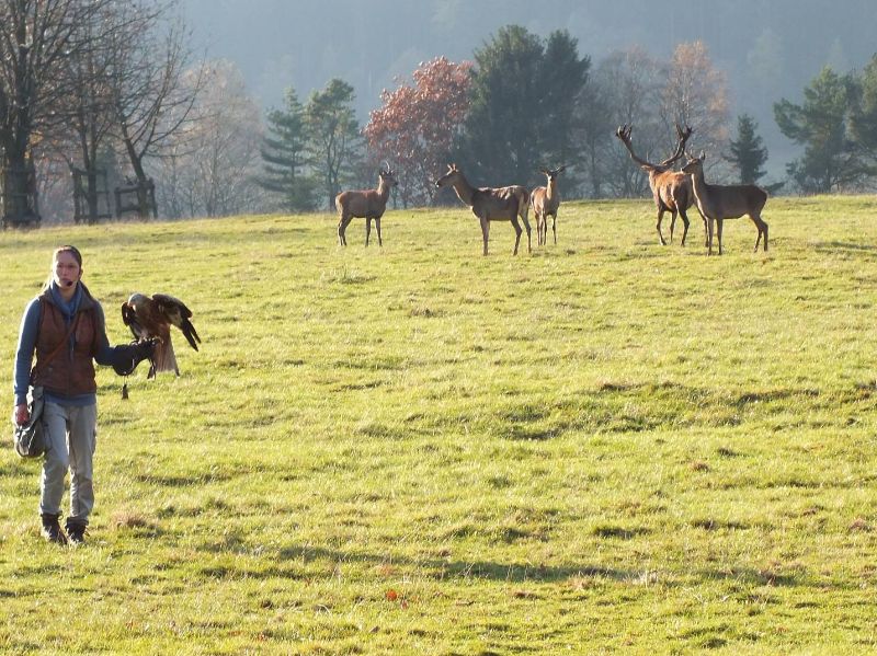 Falkner im Wildpark Neuhaus