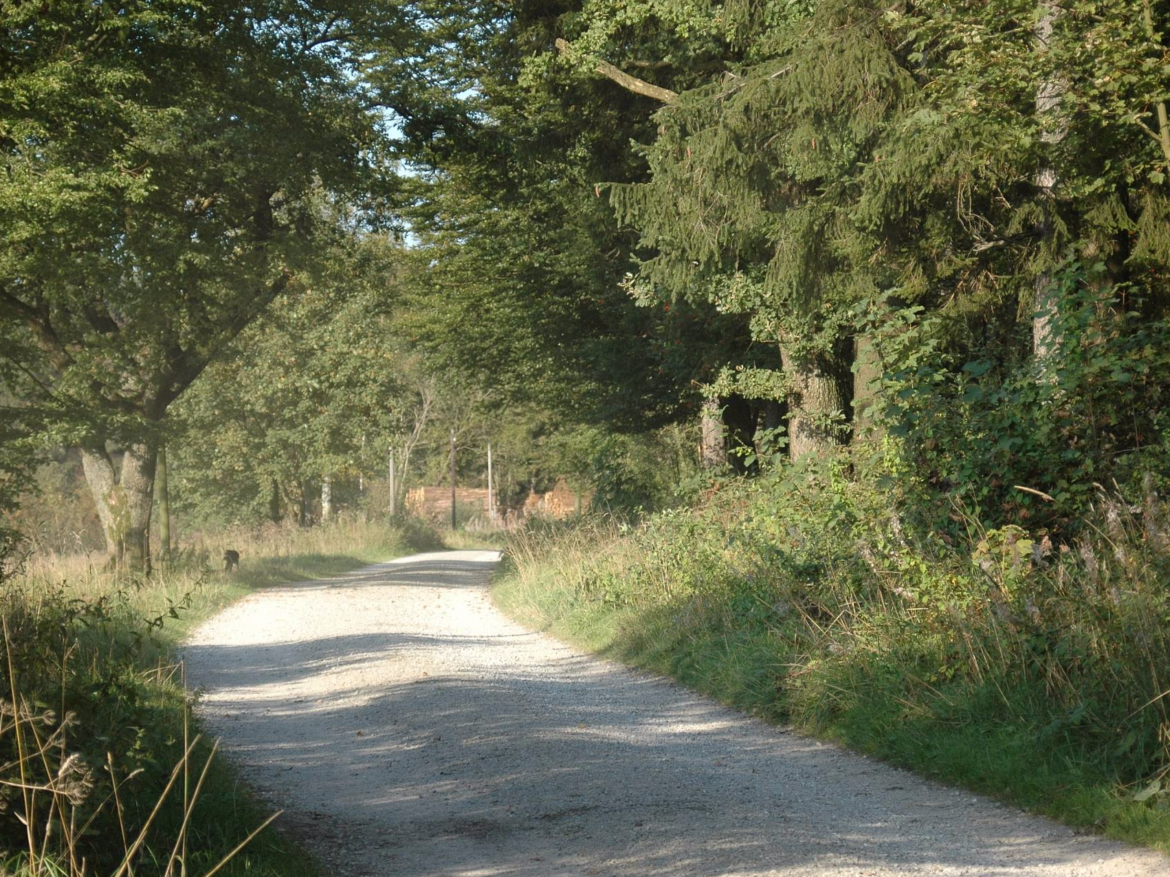 Silberborn im Hochsolling